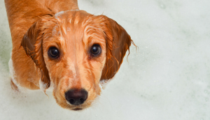 How to make bath time easier on your dog