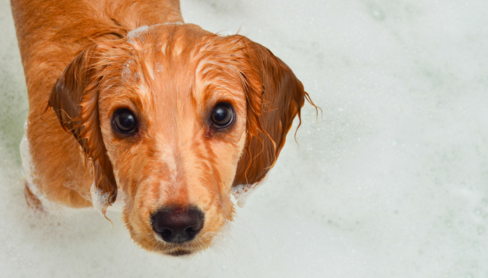 How to Make Bath Time Easier For Your Dog - Puppy Leaks