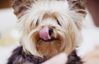 15 Halloween Dog Treat Recipes