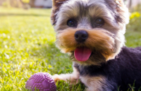 10 Easy Ways to Exercise Your Dog