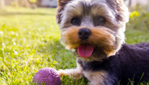 10 Easy Ways to Exercise Your Dog
