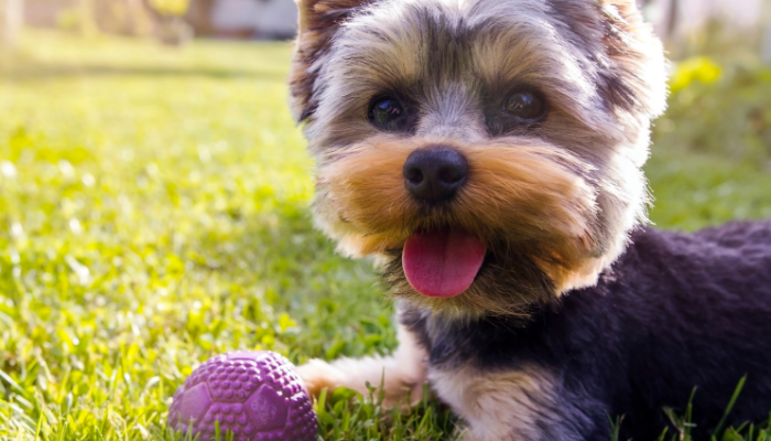 9 Fun Ways to Exercise Dogs When Owners Can't Be Active