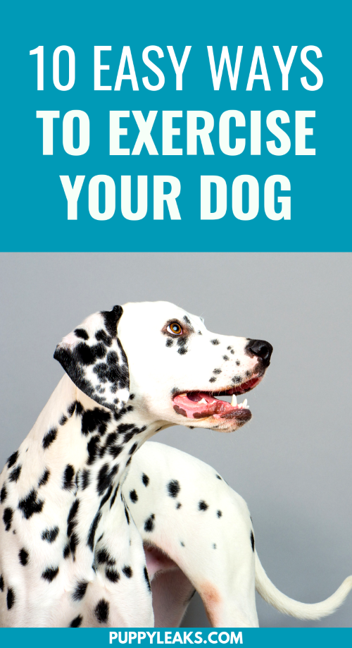 Exercise your dog