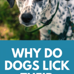 why dogs lick wounds