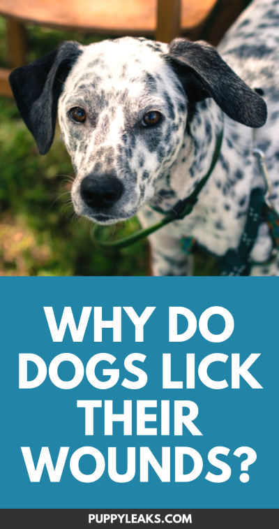 Why Do Dogs Lick Their Wounds Puppy Leaks