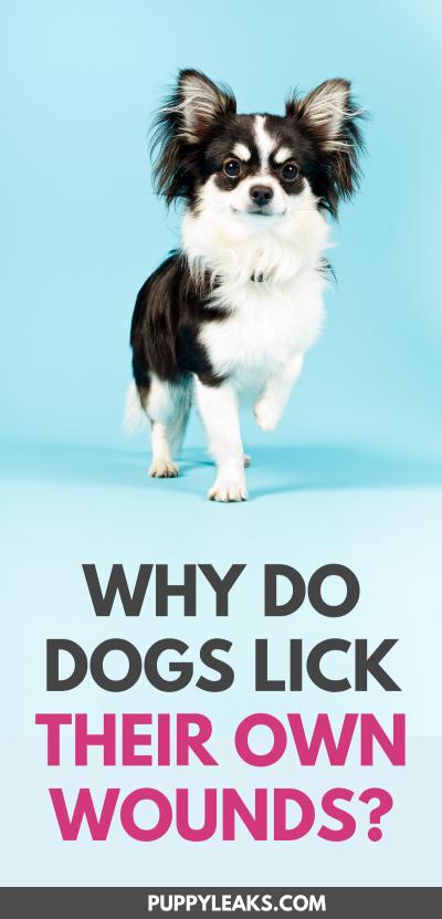 Why do dogs lick their wounds