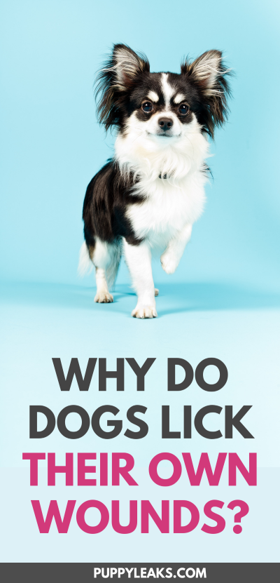 Why do dogs lick their own wounds? In this article we'll take a look at why dogs lick wounds, what the risks of wound licking are, and how to prevent your dog from messing with their wounds. Why do dogs lick their wounds