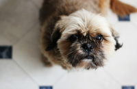 Why Do Dogs Lick Their Wounds?