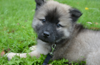 500 Cute Puppy Names