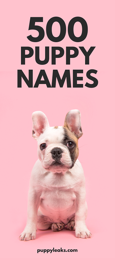 500 Cute Puppy Names Puppy Leaks