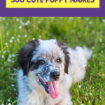 Cute Puppy Names