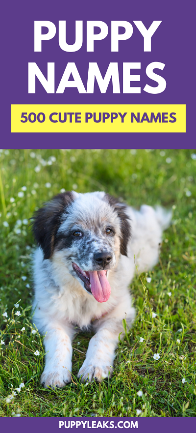 500 Cute Puppy Names Puppy Leaks