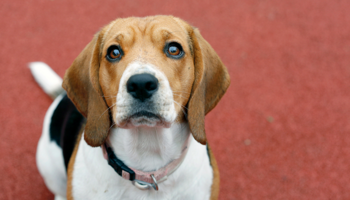 exercer votre chien