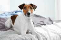 Study Finds Women Sleep Better With a Dog By Their Side