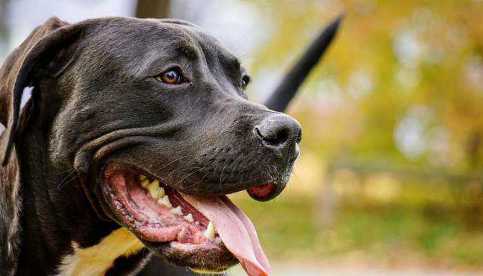 how dogs decide where to poop