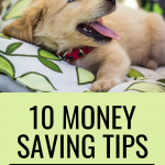 Money saving tips for dog owners