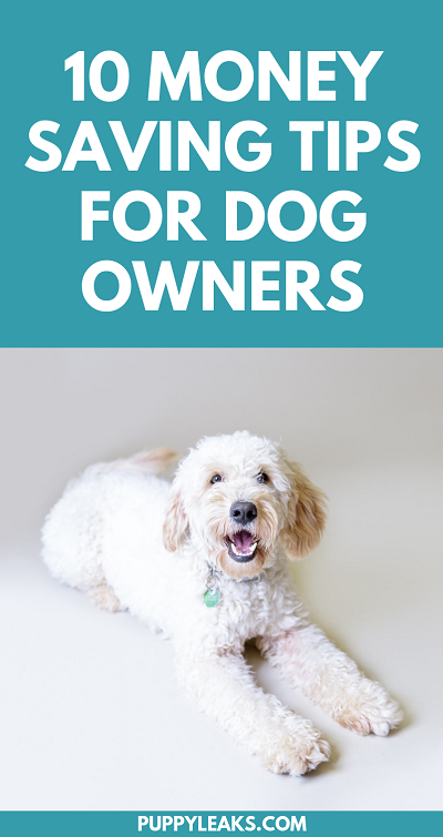 Money saving tips for dog owners