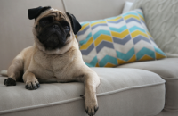 Organizing your dog supplies