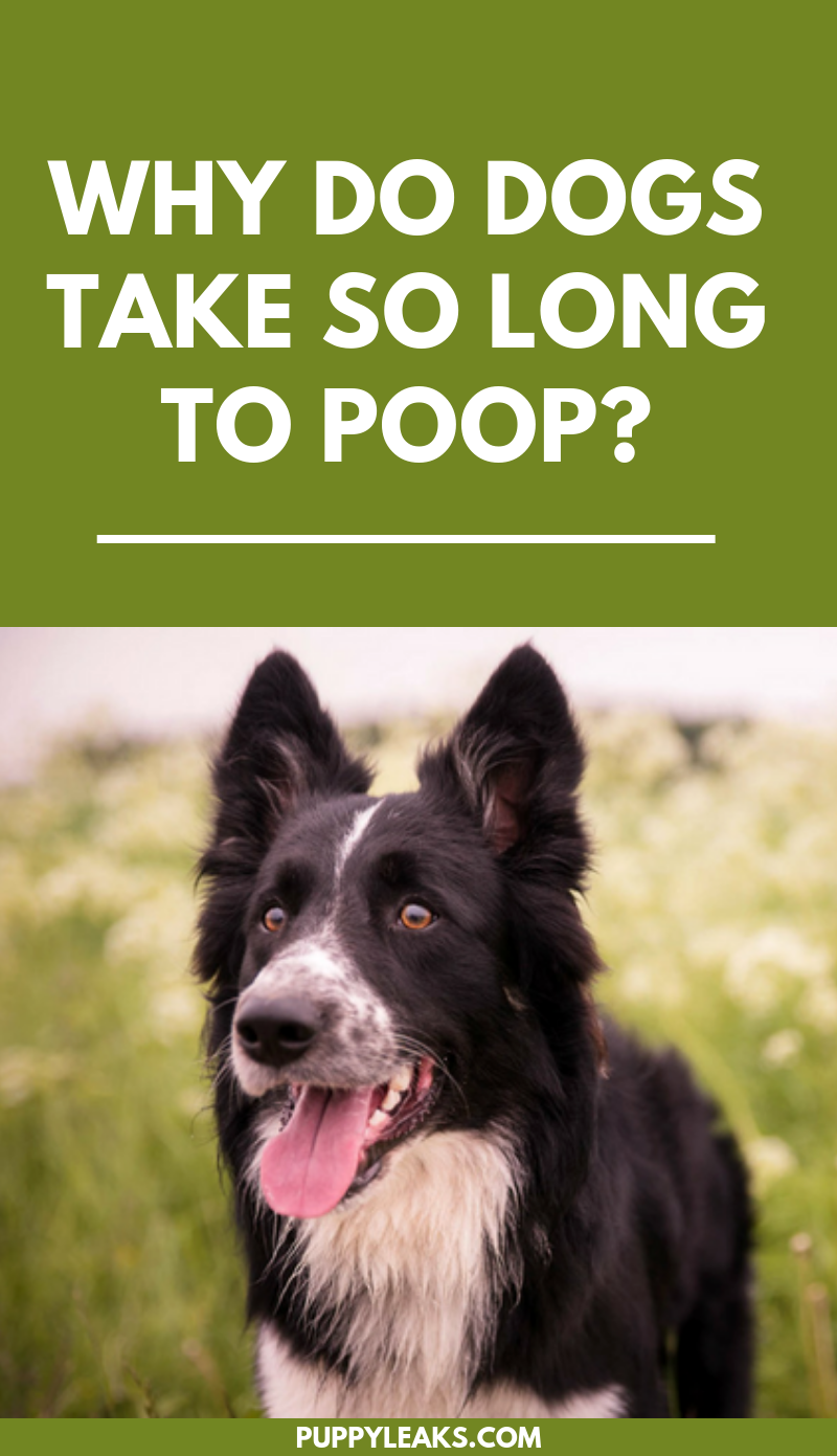 why does my dog bring me poop
