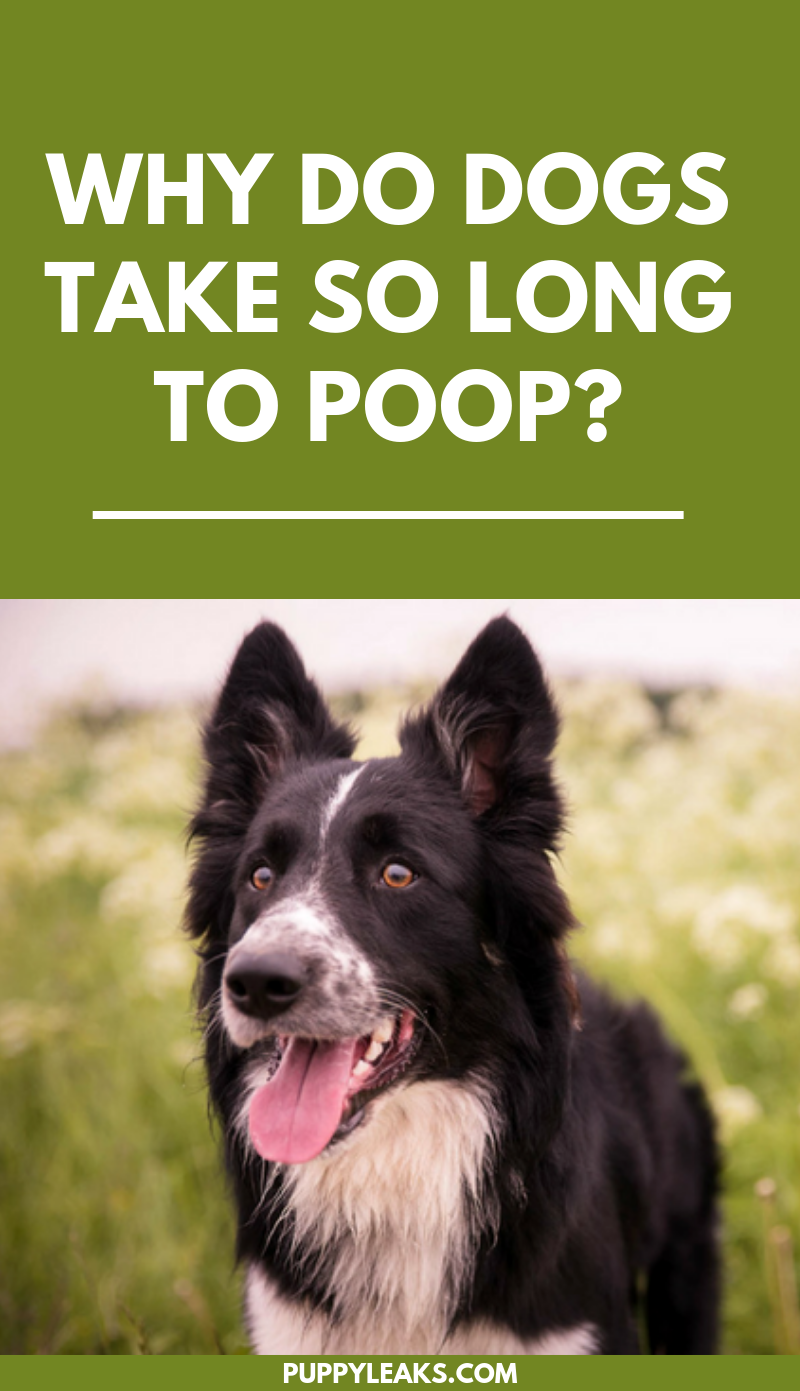 how dogs decide where to poop