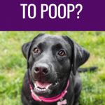 Why do dogs take so long to poop?