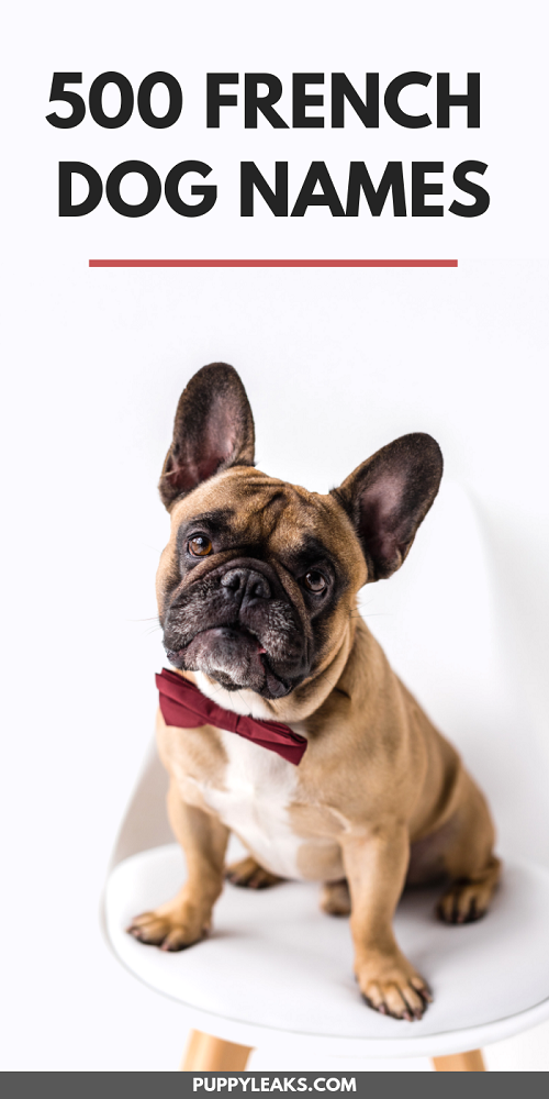 500 French Dog Names Puppy Leaks