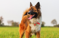 5 Simple Ways to Improve Your Dogs Life