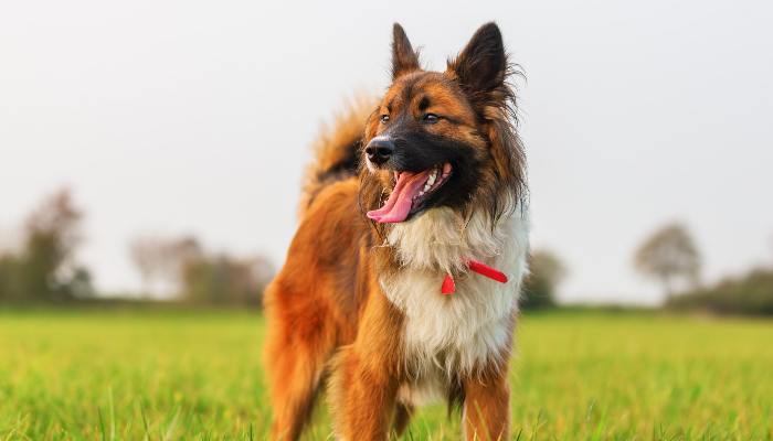5 Simple Ways to Improve Your Dogs Life
