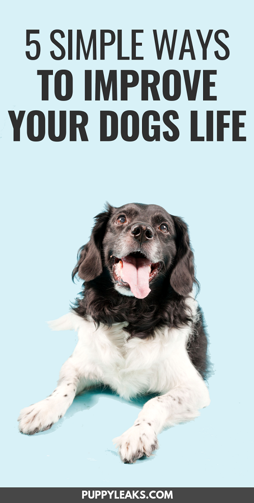 5 Simple Ways to Improve Your Dogs Life