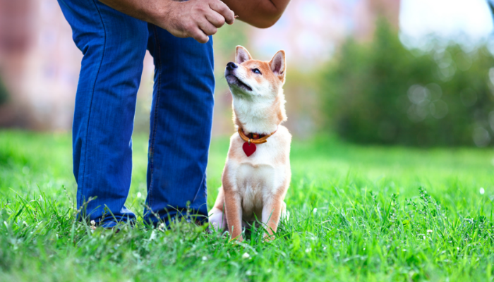 5 Simple Ways to Improve Your Dogs Life