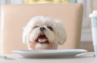 Valentines Day Dog Treat Recipes