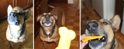 Pumpkin & Peanut Butter Dog Treats