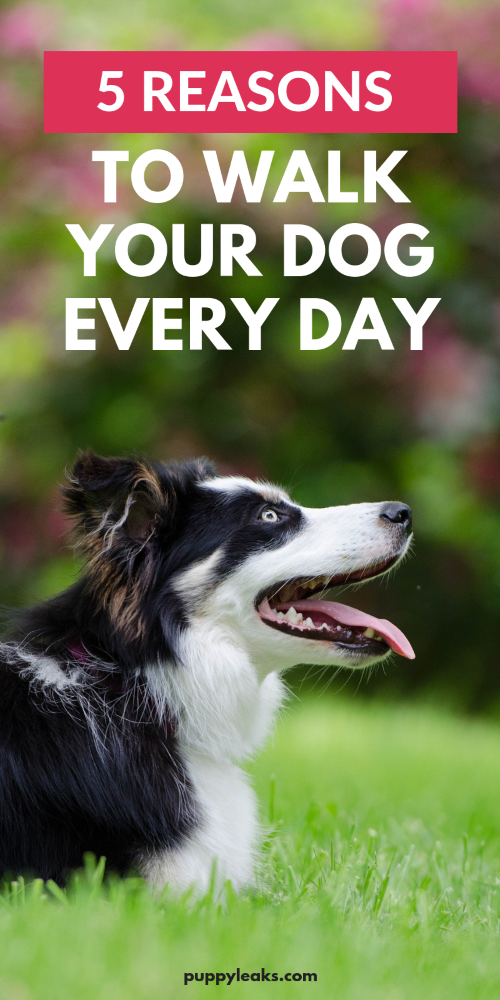 5 Reasons to Walk Your Dog Every Day