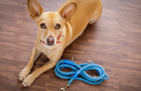 5 Reasons to Walk Your Dog Every Day