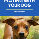 Benefits of Play for Dog