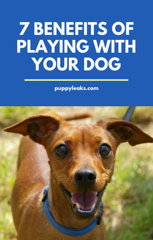Benefits of Play for Dog