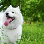 7 Benefits of Playing With Your Dog