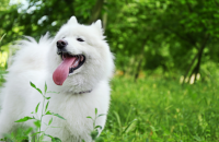 7 Benefits of Playing With Your Dog