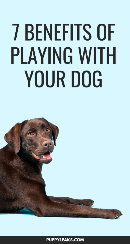 The Benefits of Playing With Your Dog