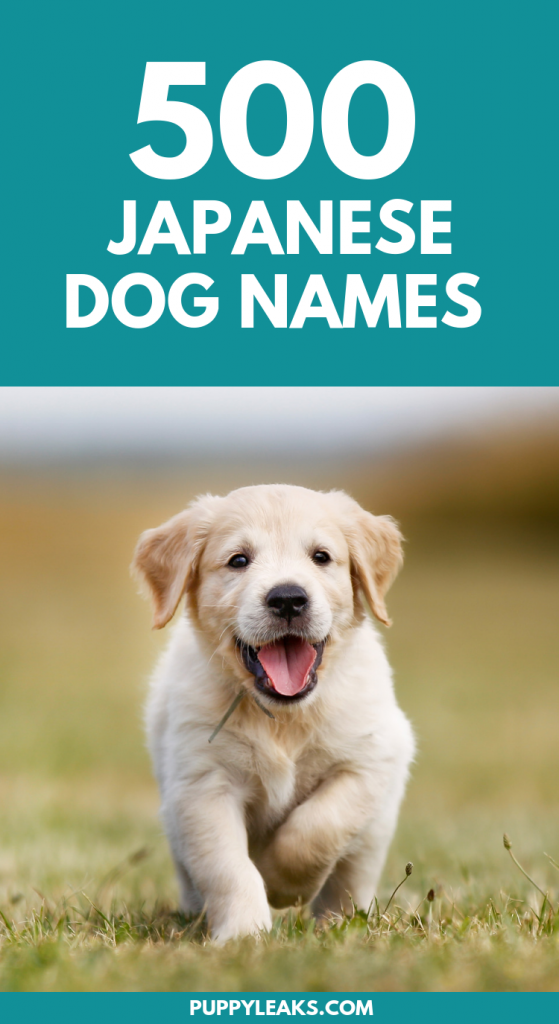 500 Japanese Dog Names Puppy Leaks