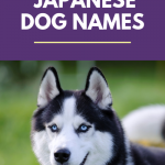 500 Japanese Dog Names
