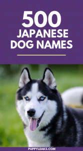 500 Japanese Dog Names