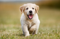 500 Japanese Dog Names