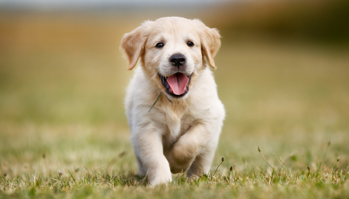 500 Japanese Dog Names - Puppy Leaks