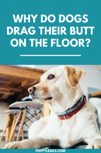 Why Do Dogs Drag Their Butts On The Floor Puppy Leaks