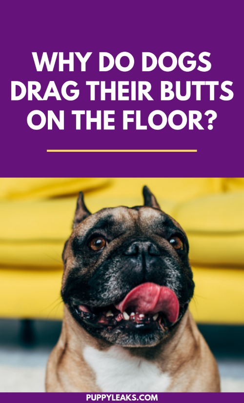 why do dogs scrape their bums on the floor