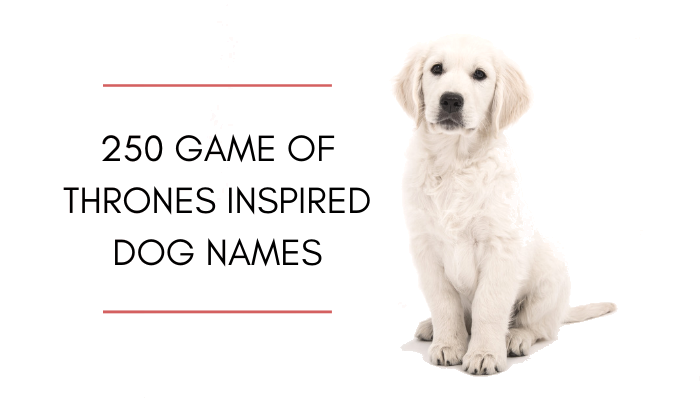 250 Game of Thrones Inspired Dog Names 