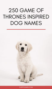 250 Game Of Thrones Inspired Dog Names Puppy Leaks