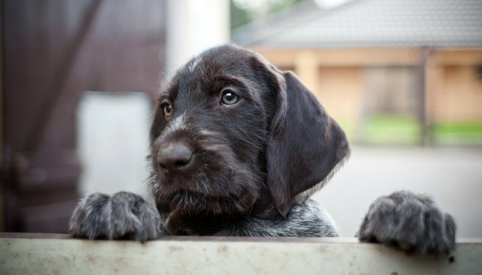 39 Healthy Treats You Can Stuff in a Kong - Puppy Leaks