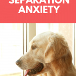 10 Signs of Canine Separation Anxiety